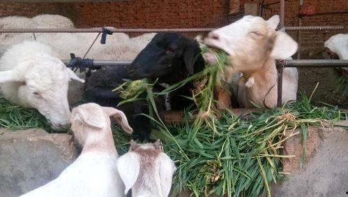 小羊羊爆料最新内容视频,揭秘视频背后的惊人真相！